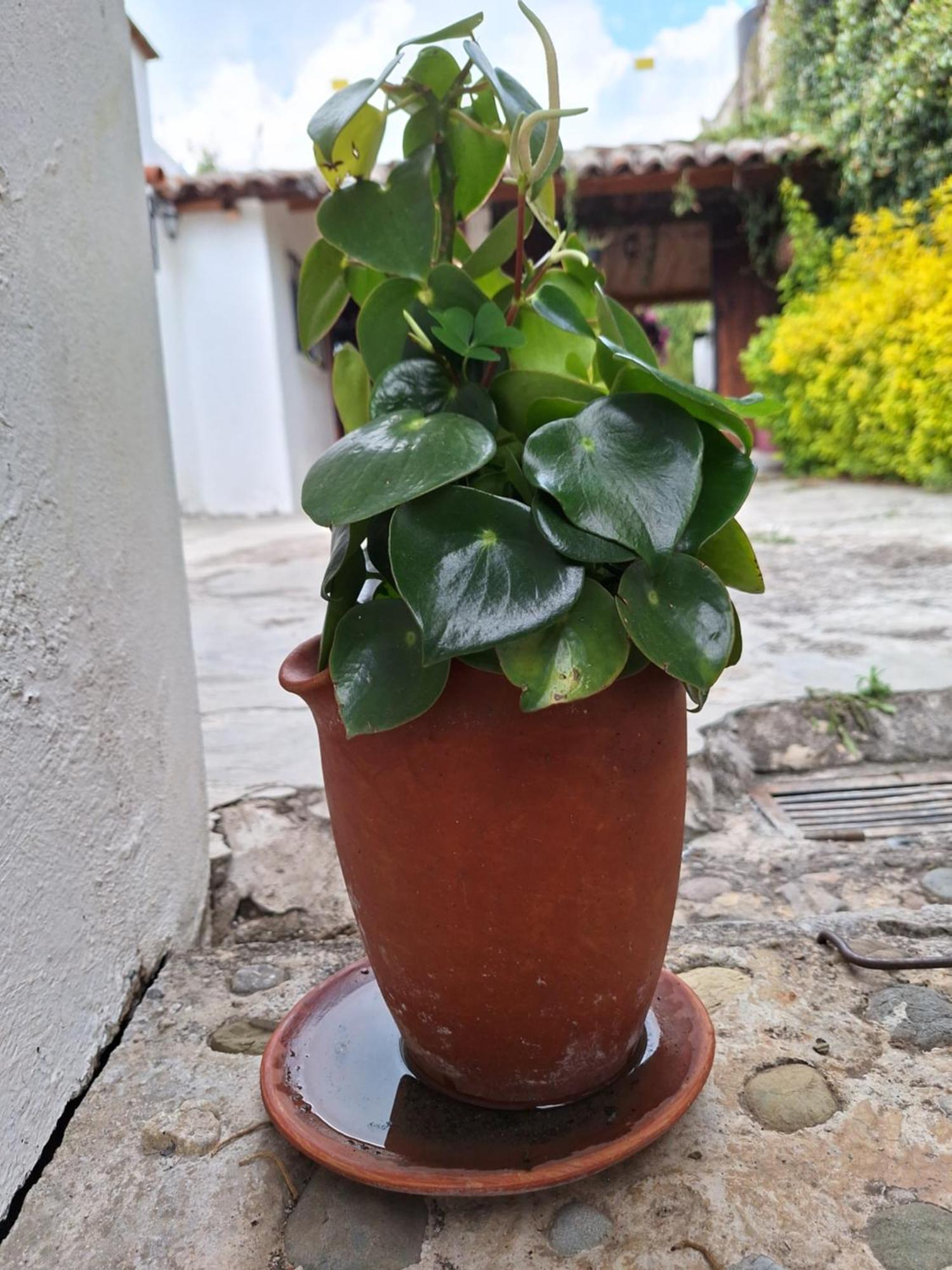 Hotel Casa Mua San Cristóbal de Las Casas Pokój zdjęcie